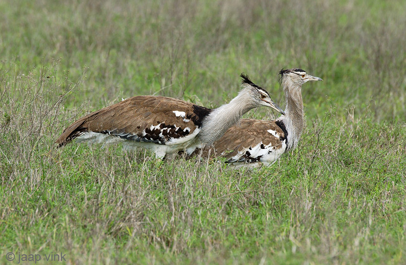 Kori Bustard - Koritrap - Ardeotis kori