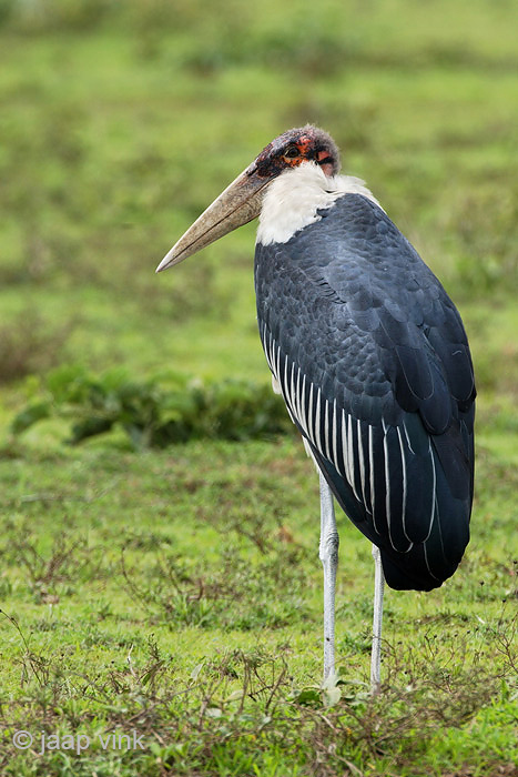 Marabou Stork - Afrikaanse Maraboe - Leptoptilos crumenifer