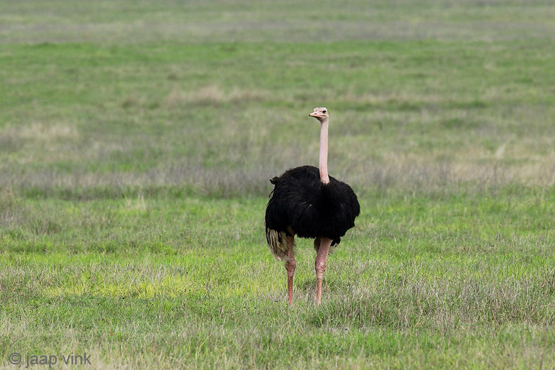 Ostrich - Struisvogel - Struthio camelus