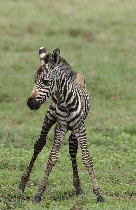 Plains Zebra - Steppezebra - Equus quagga