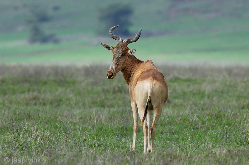 Hartebeest - Hartenbeest - Alcelaphus buselaphus