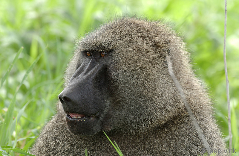 Olive Baboon - Groene Baviaan - Papio anubis