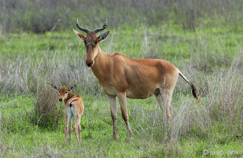 Hartebeest - Hartenbeest - Alcelaphus buselaphus