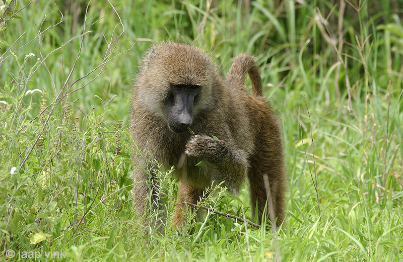 Olive Baboon - Groene Baviaan - Papio anubis