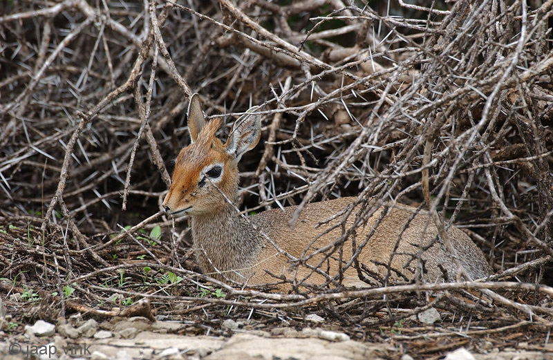 Kirks Dik-dik - Kirks Dikdik - Madoqua kirkii