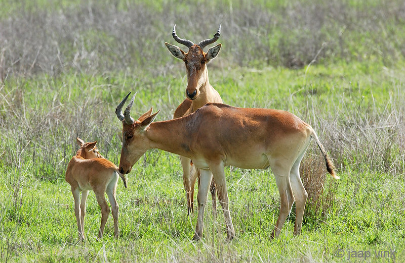 Hartebeest - Hartenbeest - Alcelaphus buselaphus