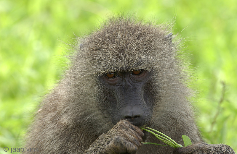 Olive Baboon - Groene Baviaan - Papio anubis