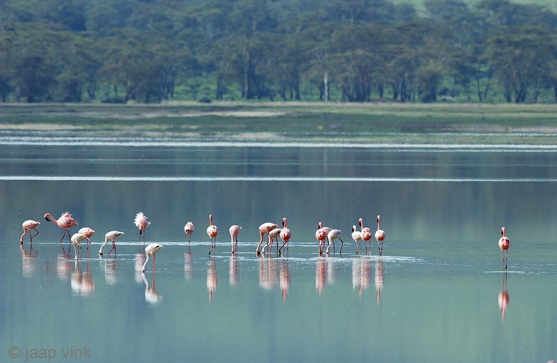 Lesser Flamingo - Kleine Flamingo - Phoeniconaias minor
