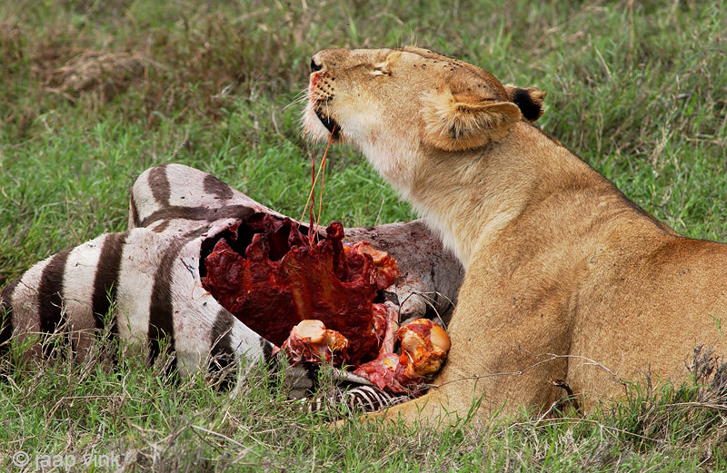 Lion - Leeuw - Panthera leo