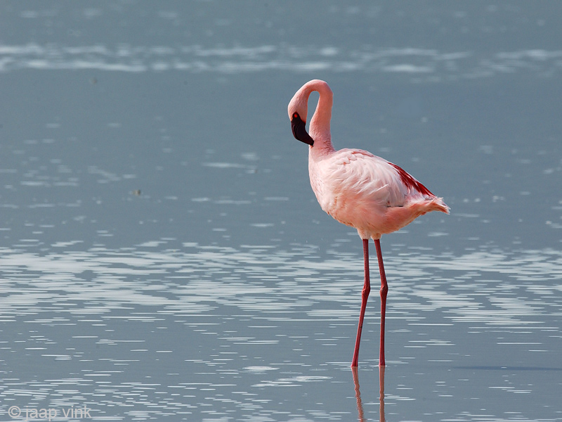Lesser Flamingo - Kleine Flamingo - Phoeniconaias minor
