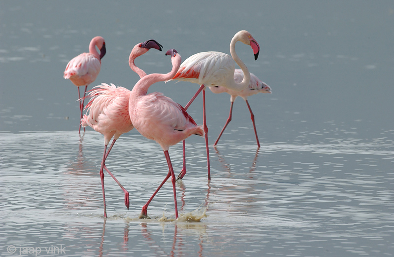 Lesser Flamingo - Kleine Flamingo - Phoeniconaias minor