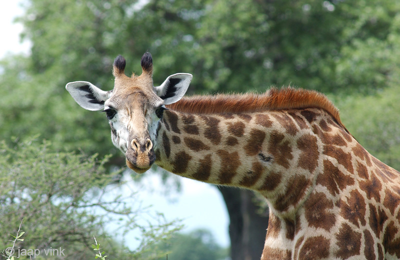 Giraffe - Giraf - Giraffa camelopardalis