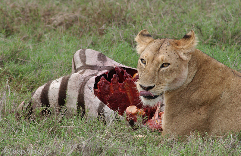 Lion - Leeuw - Panthera leo