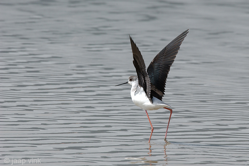 Black-winged Stilt - Steltkluut - Himantopus himantopus