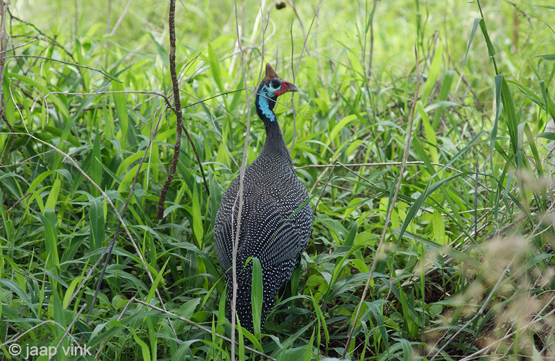 Helmeted Guineafowl - Helmparelhoen - Numida meleagris