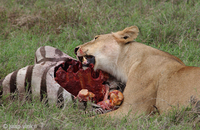 Lion - Leeuw - Panthera leo