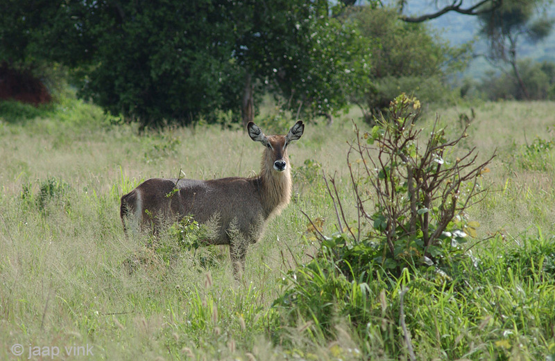 Waterbuck - Waterbok - Kobus ellipsiprymnus