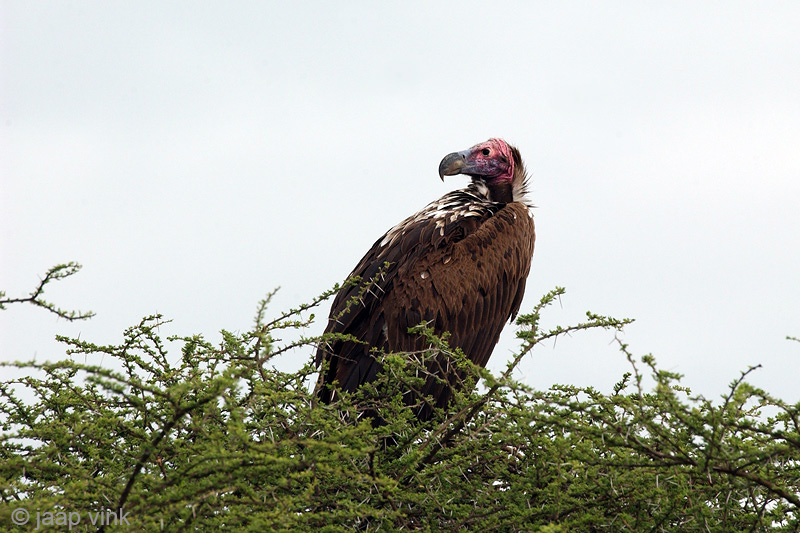 Lappet-faced Vulture - Oorgier - Torgos tracheliotos