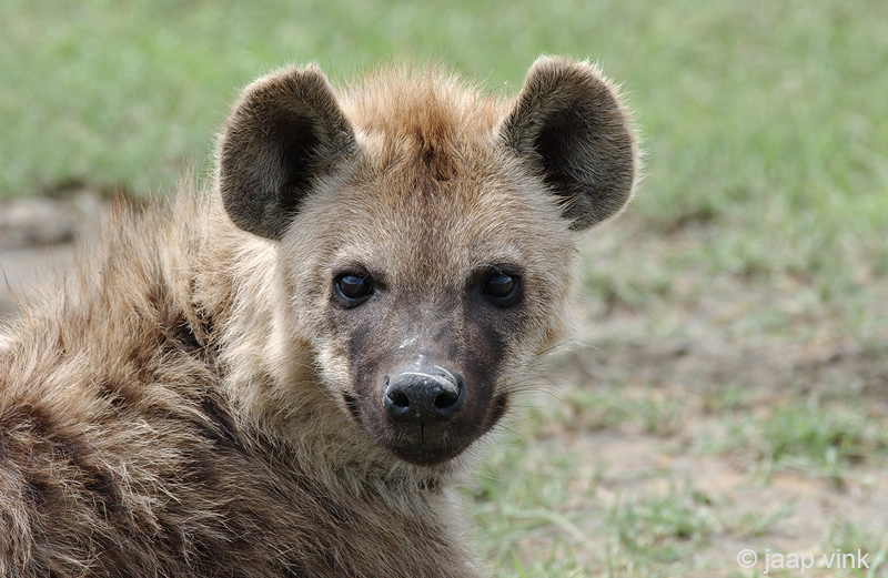 Spotted Hyena - Gevlekte Hyena - Crocuta crocutap