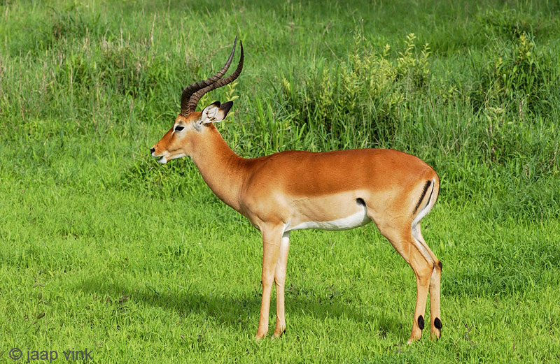 Impala - Impala - Aepyceros melampus
