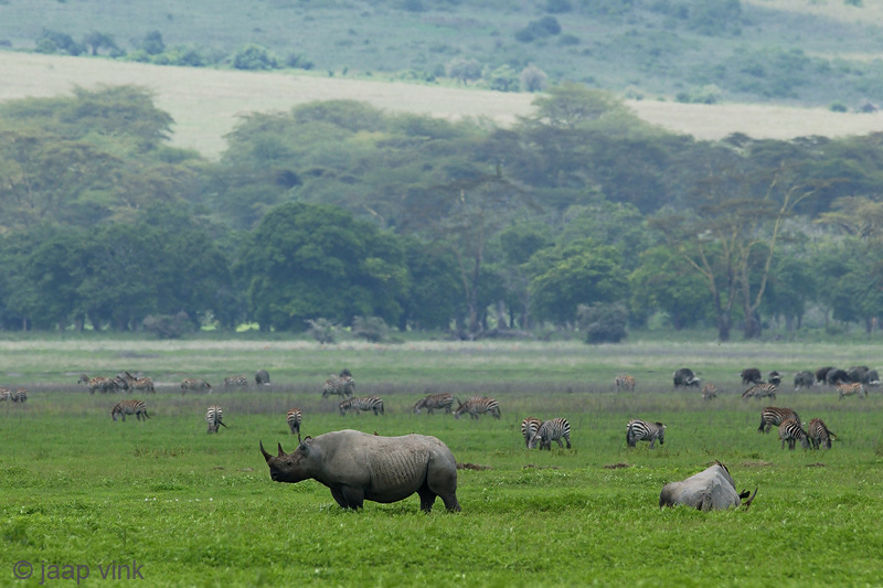 Black Rhinoceros - Zwarte Neushoorn - Diceros bicornis