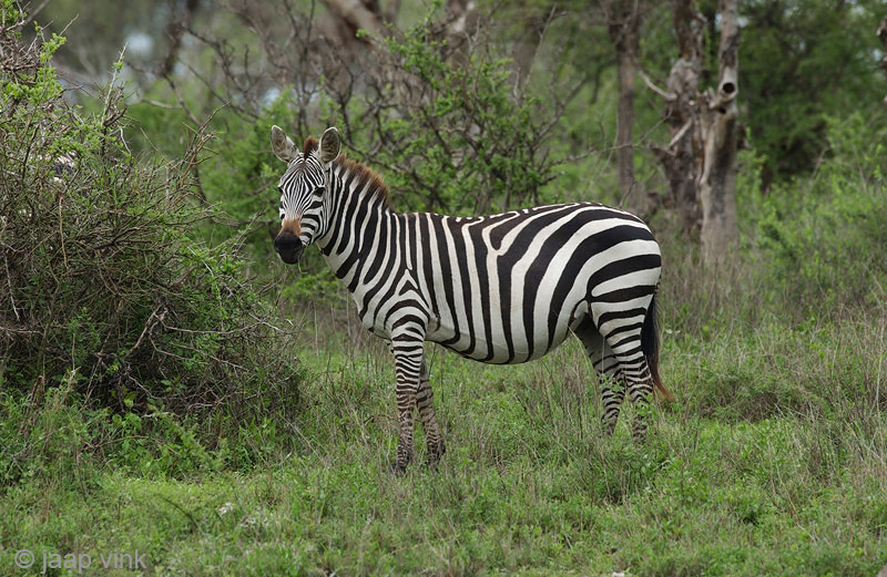 Plains Zebra - Steppezebra - Equus quagga