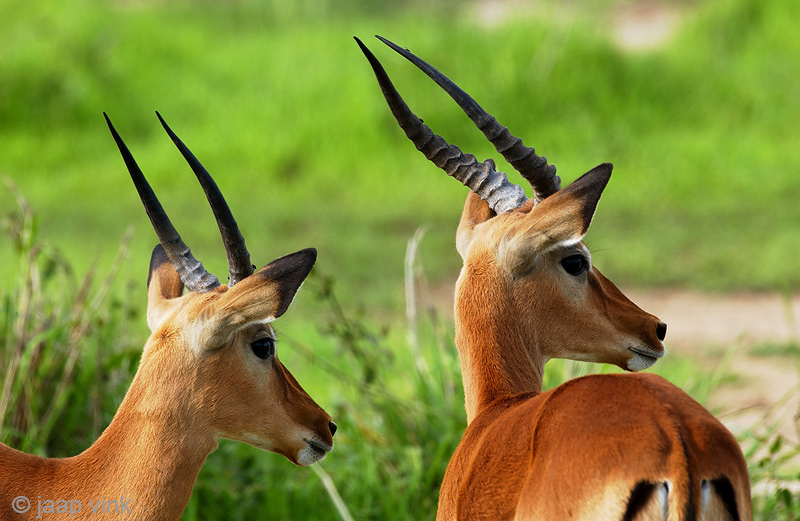 Impala - Impala - Aepyceros melampus