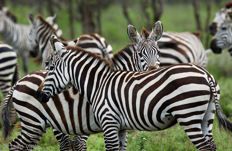 Plains Zebra - Steppezebra - Equus quagga