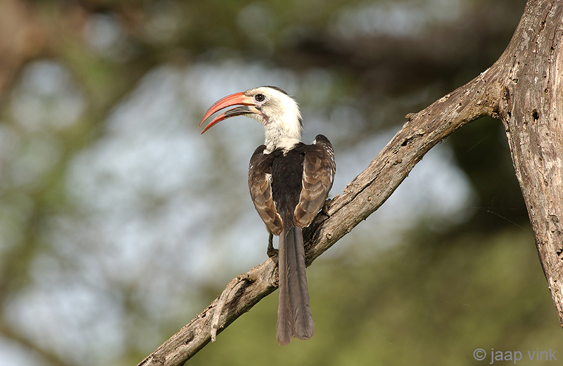 Red-billed Hornbill - Roodsnaveltok - Tockus erythrorhynchus
