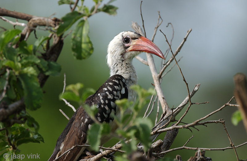Red-billed Hornbill - Roodsnaveltok - Tockus erythrorhynchus
