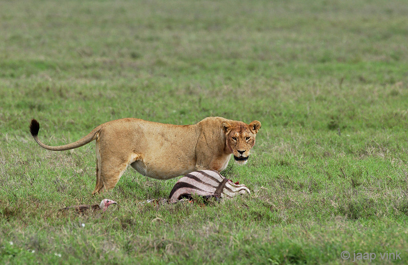 Lion - Leeuw - Panthera leo