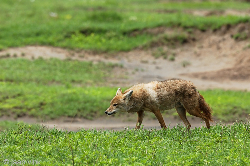 Black-backed Jackal - Zadeldekjakhals - Canis mesomelas