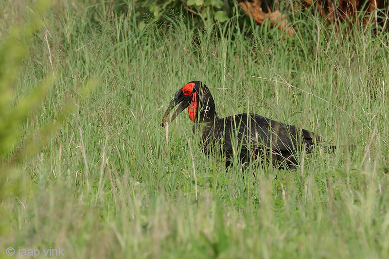 Southern Ground Hornbill -Zuidelijke Hoornraaf -  Bucorvus leadbeateri