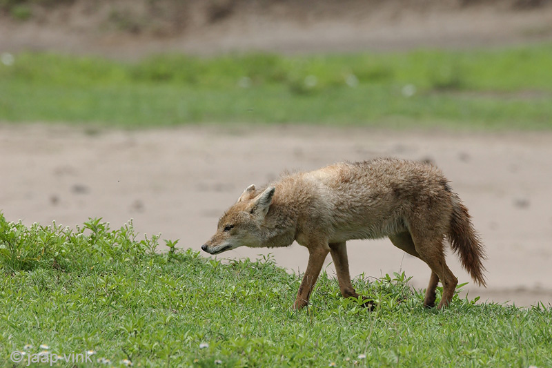Black-backed Jackal - Zadeldekjakhals - Canis mesomelas