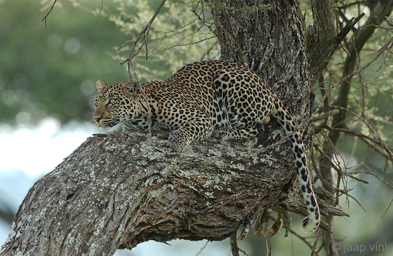 Leopard - Luipaard - Panthera pardus