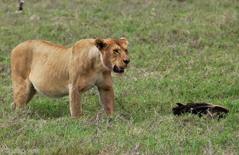 Lion - Leeuw - Panthera leo