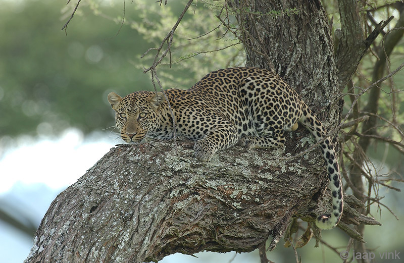 Leopard - Luipaard - Panthera pardus