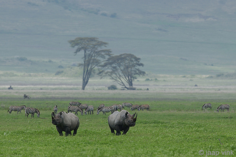 Black Rhinoceros - Zwarte Neushoorn - Diceros bicornis
