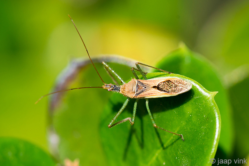 Assassin bug - Roofwants - Zelus renardii