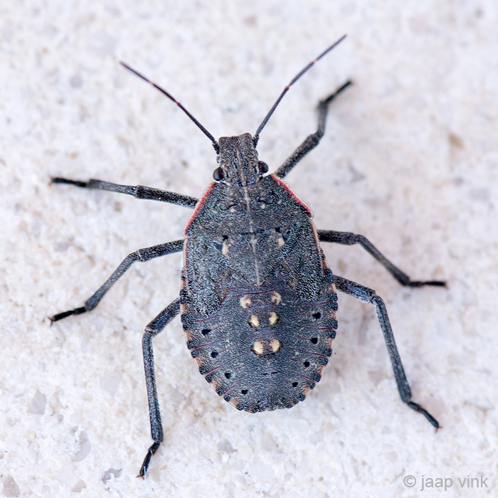 Shield Bug - Schildwants - Apodiphus amygdali 