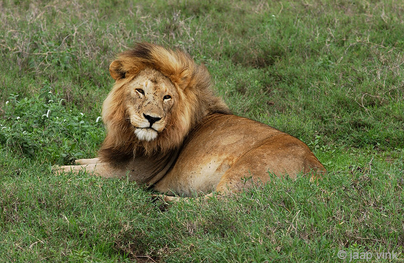 Lion - Leeuw - Panthera leo