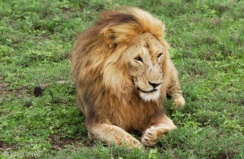 Lion - Leeuw - Panthera leo