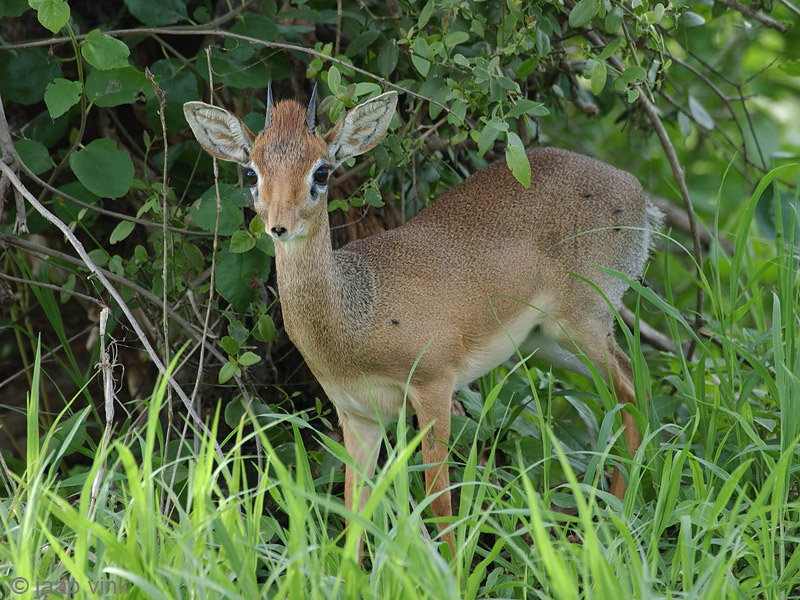 Kirks Dik-dik - Kirks Dikdik - Madoqua kirkii