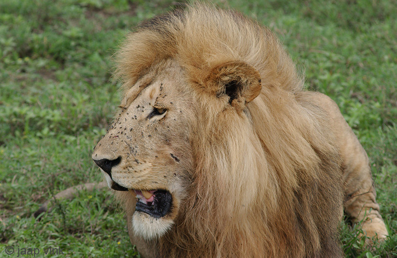 Lion - Leeuw - Panthera leo