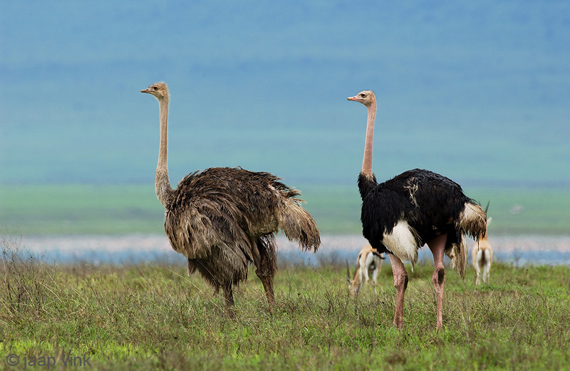 Ostrich - Struisvogel - Struthio camelus