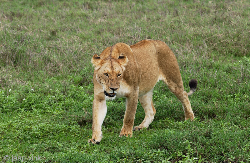 Lion - Leeuw - Panthera leo