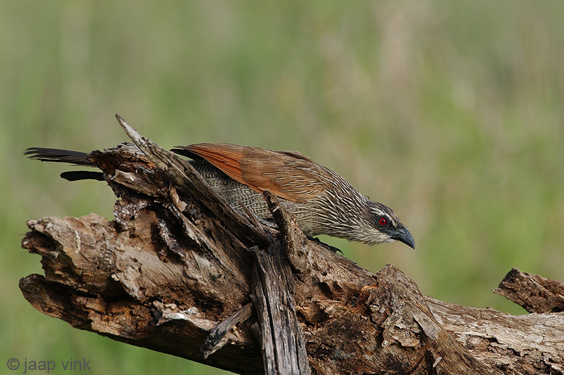 White-browed Coucal - Wenkbrouwspoorkoekoek - Centropus superciliosus