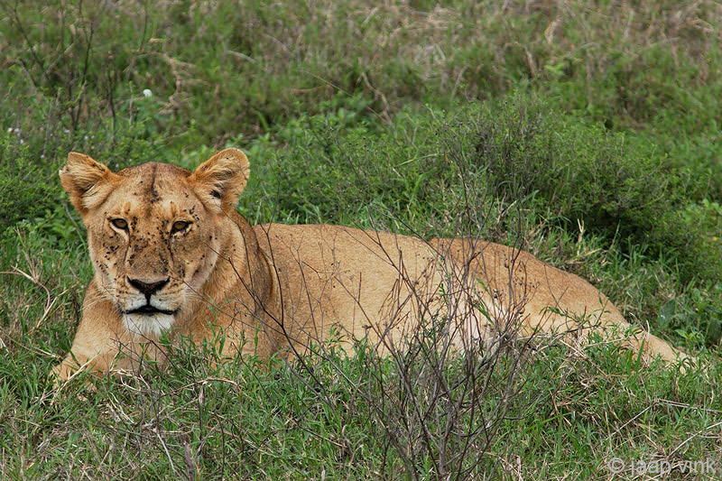 Lion - Leeuw - Panthera leo