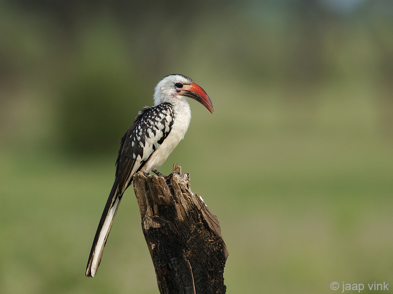 Red-billed Hornbill - Roodsnaveltok - Tockus erythrorhynchus