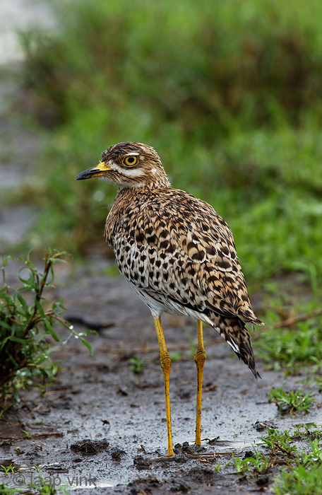 Spotted Thick-Knee - Kaapse Griel -  Burhinus capensis